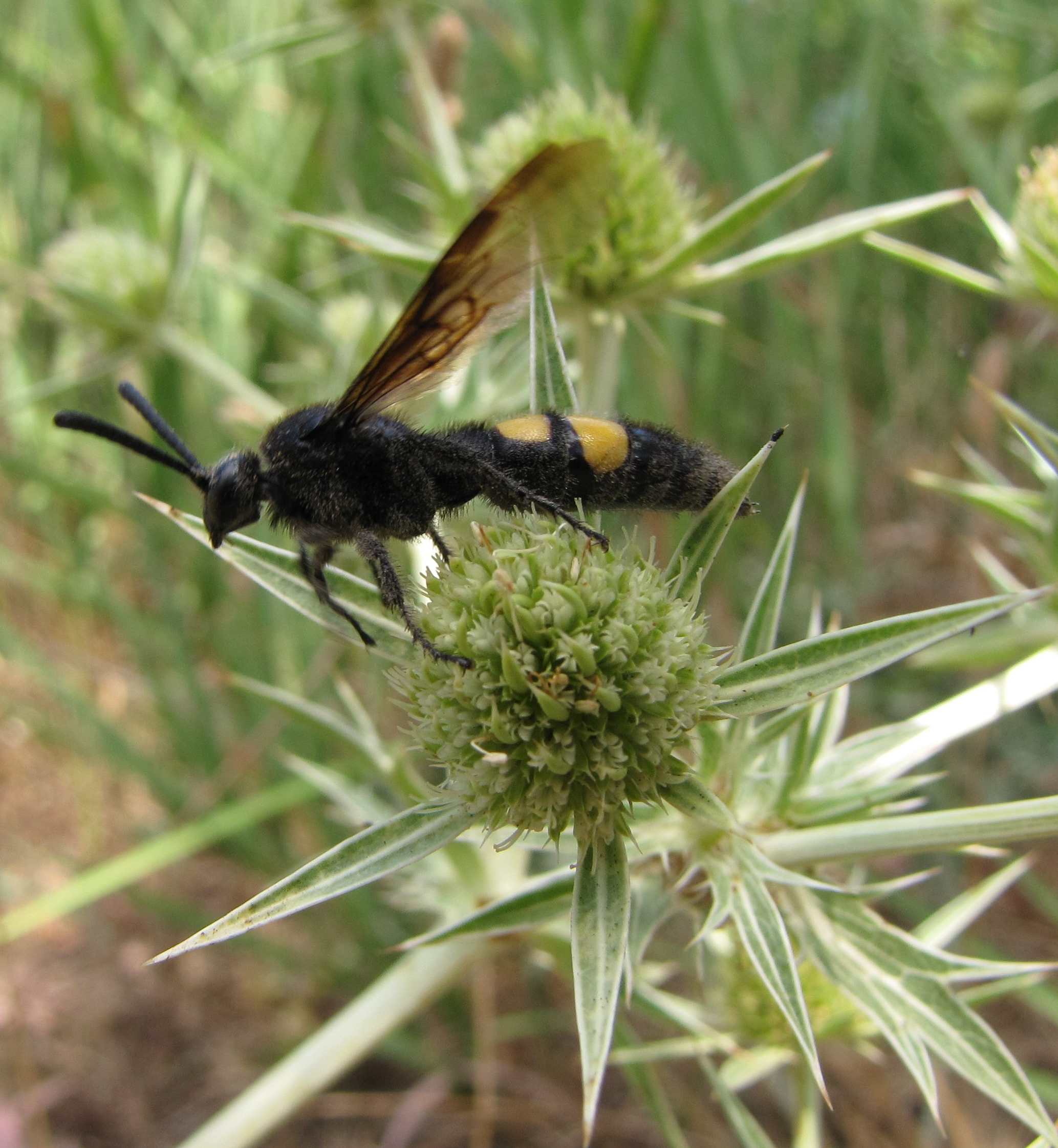 Scolia hirta (Scolidae).